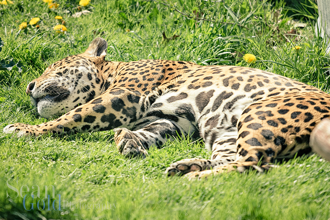 Jaguar Stone Zoo New England Sean Gold Photography Animal Cat