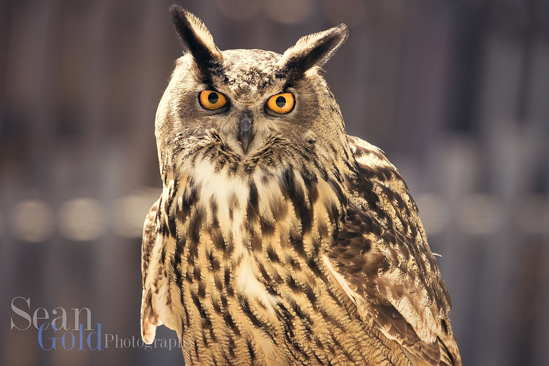 Owl Stone Zoo New England Sean Gold Photography