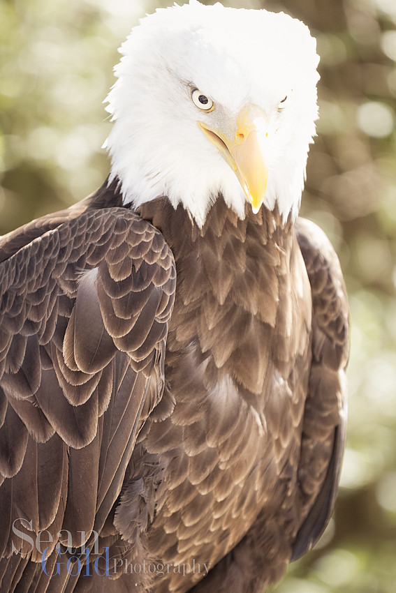 Bald Eagle Stone Zoo New England Sean Gold Photography