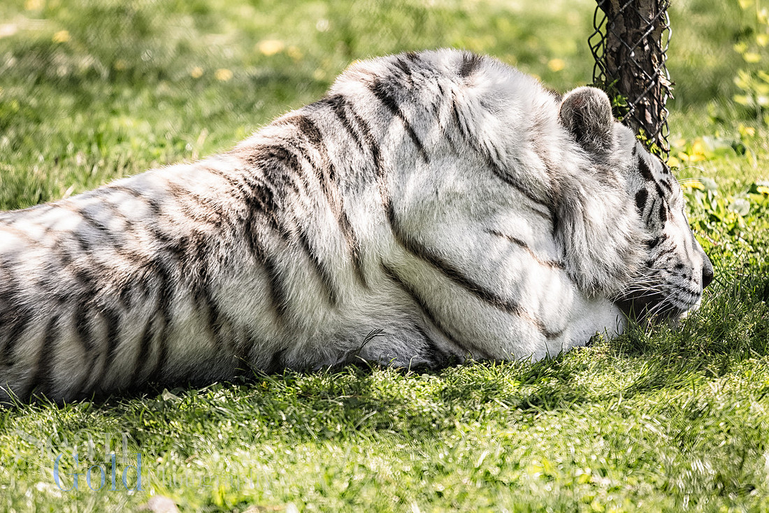 White Bengal Tiger Franklin Park Zoo New England Sean Gold Photography Animal