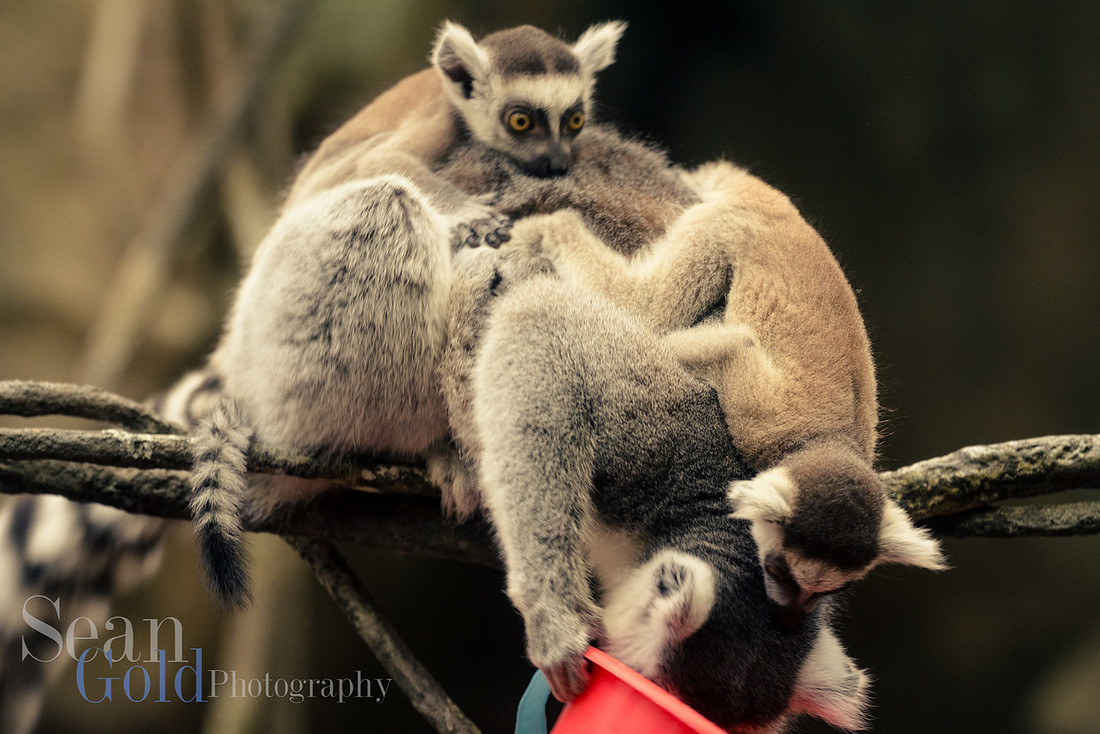 Lemur Babies Franklin Park Zoo New England Sean Gold Photography
