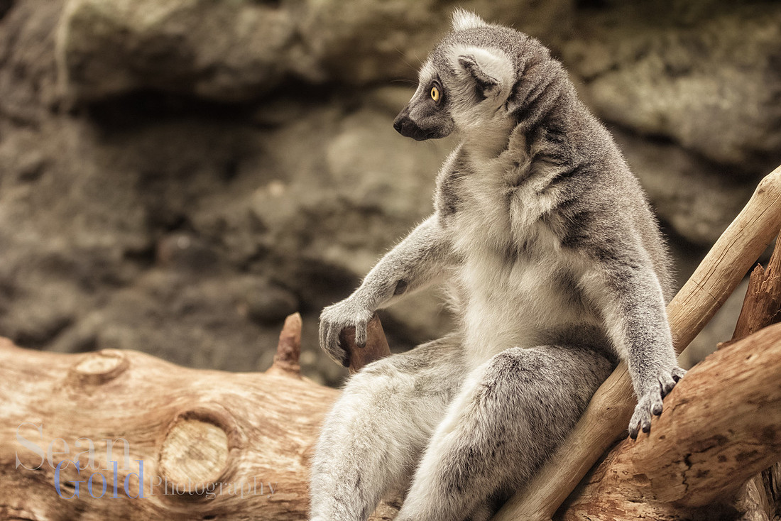 Lemur Franklin Park Zoo New England Sean Gold Photography