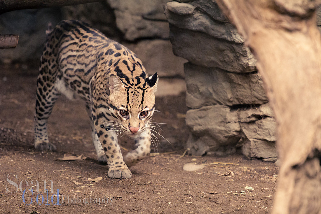 Ocelot Franklin Park Zoo New England Sean Gold Photography