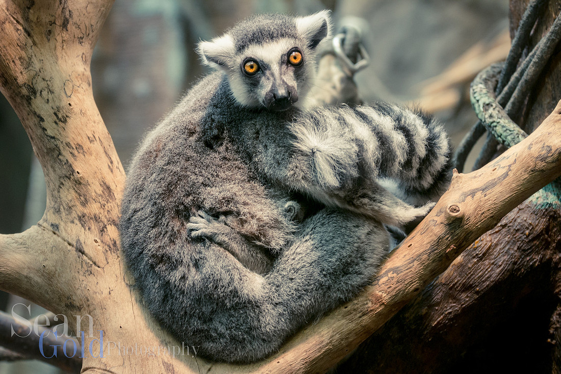 Lemur Mother Feeding Baby Franklin Park Zoo New England Sean Gold Photography
