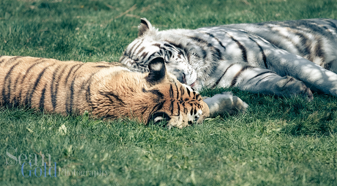 White Bengal Tiger Franklin Park Zoo New England Sean Gold Photography