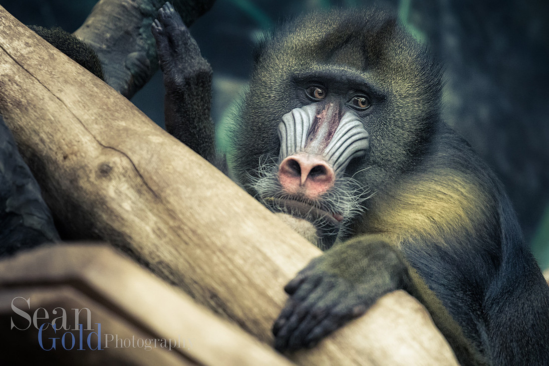 Baboon Franklin Park Zoo New England Sean Gold Photography