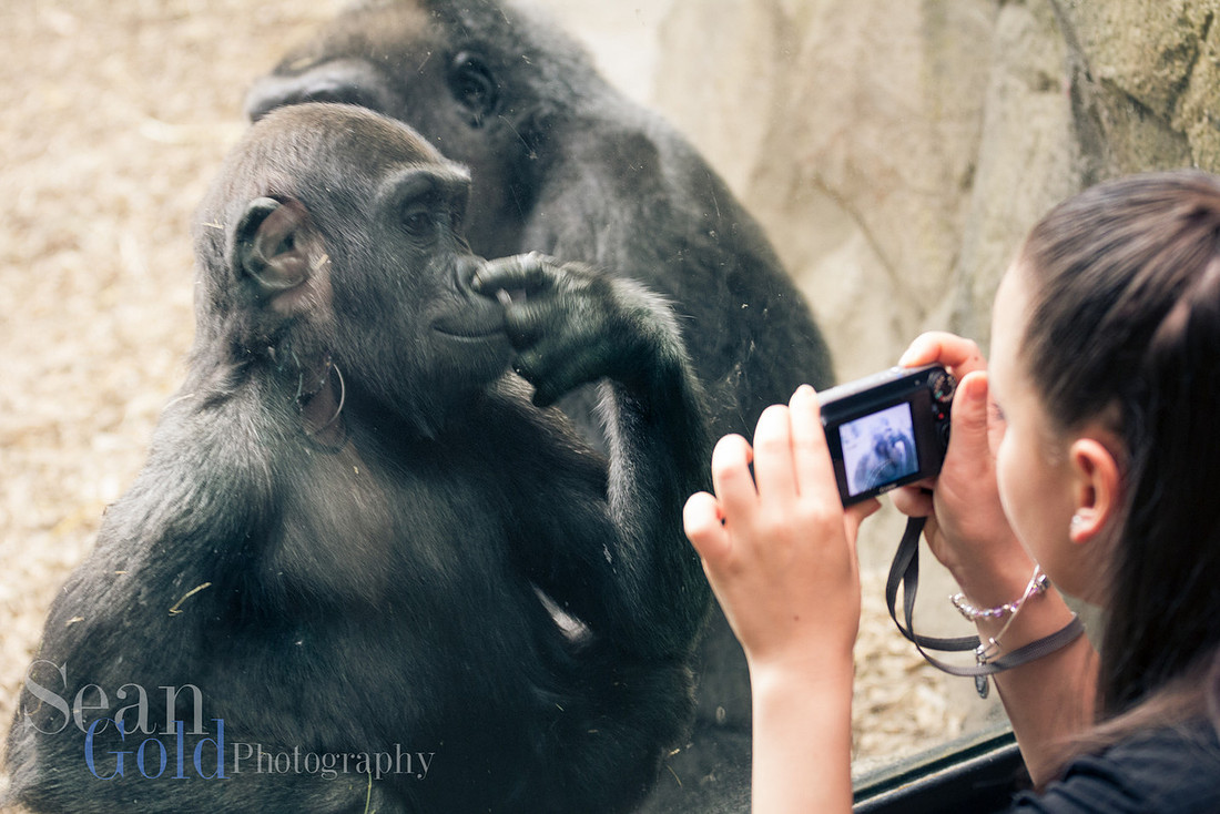 Gorilla Monkey Franklin Park Zoo New England Sean Gold Photography
