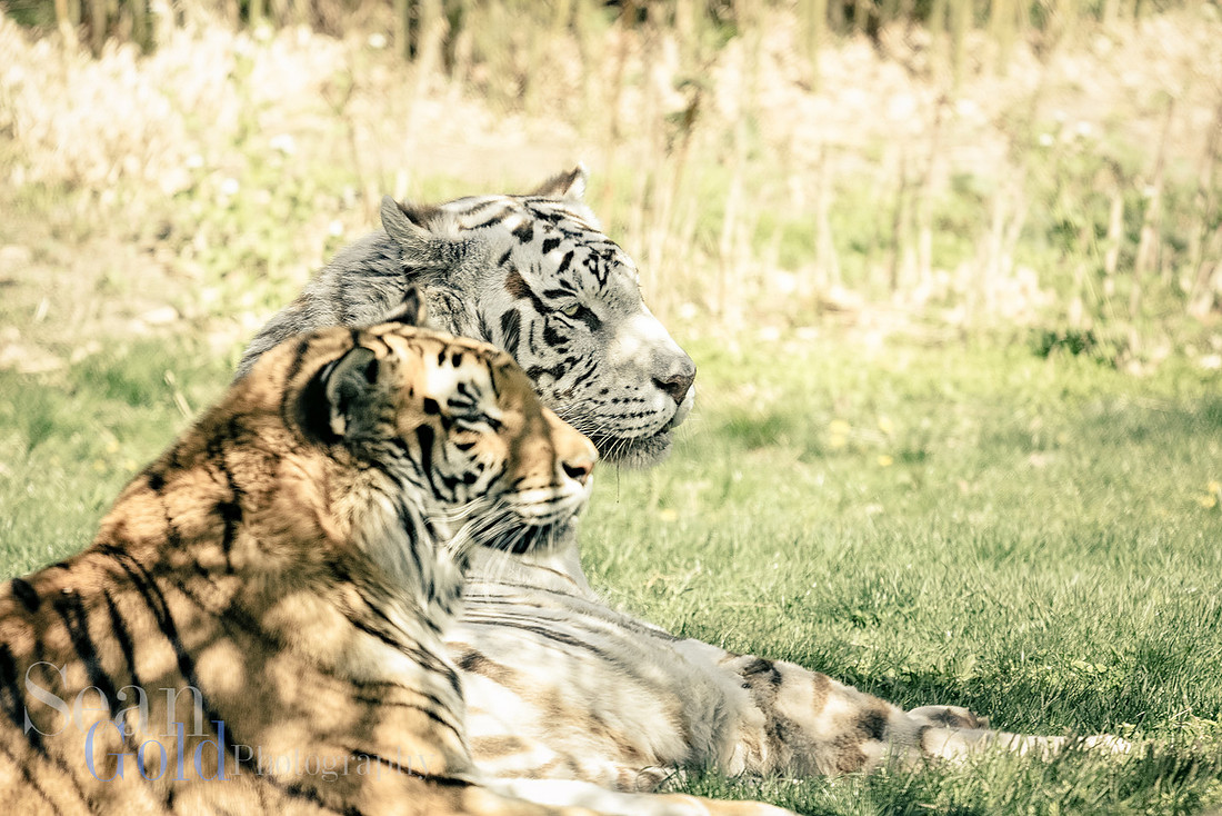 White Bengal Tiger Franklin Park Zoo New England Sean Gold Photography