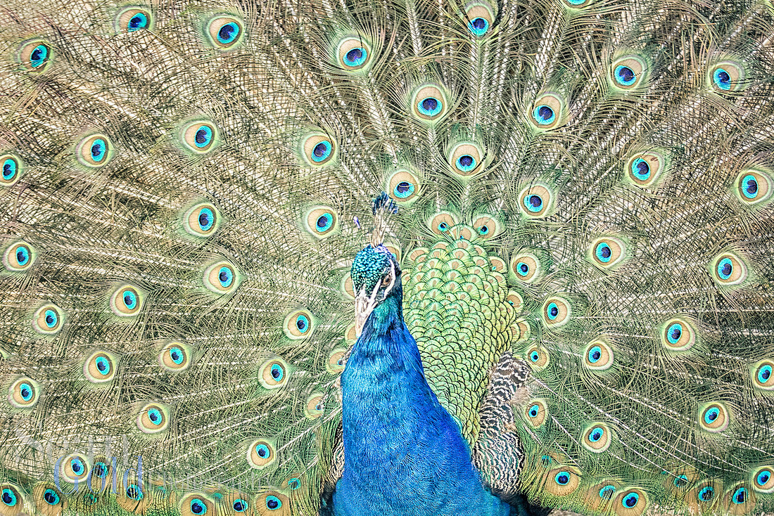Peacock Franklin Park Zoo New England Sean Gold Photography Spring