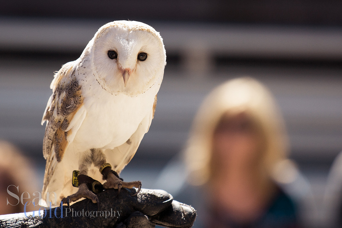 Owl Stone Zoo New England Sean Gold Photography